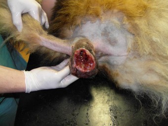 hepatoidn� adenom p�ed operac�