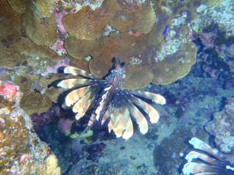 Pterois voitans,Marsa Alam, 2011