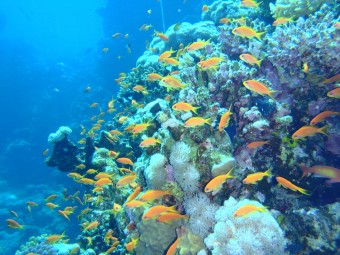 �tes, Marsa Alam, Egypt 2011