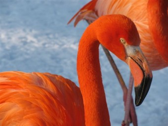 ZOO Dvur Kralove, 01-2011