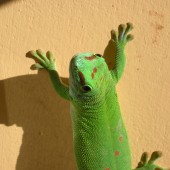 felsuma