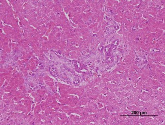 porto-systemic shunt, liver, dog