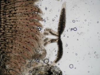 Diplozoon paradoxum, gills