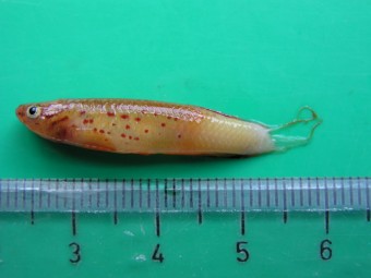 fin rot