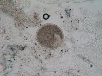 I. multifiliis