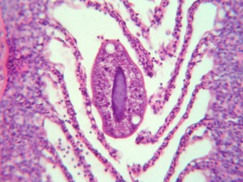 I. multifiliis, gills