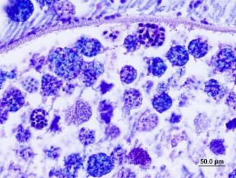 Ovipleistophora mirandellae, ovary, roach