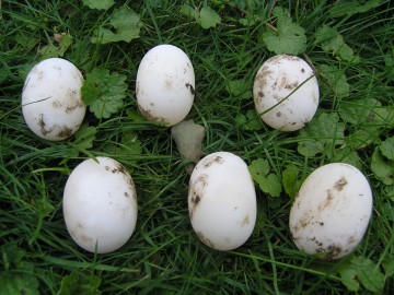 vejce �elvy pard�l� snesen� 2.8.2012